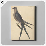 アートパネル-The Swallow Tail Hawk
 - マーク ケイツビー Canvas.