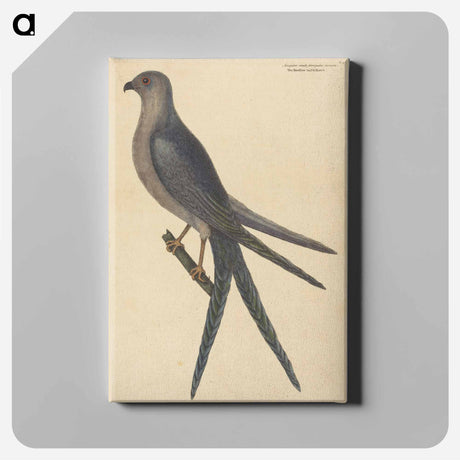 アートパネル-The Swallow Tail Hawk
 - マーク ケイツビー Canvas.