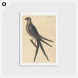 アートポストカード-The Swallow Tail Hawk
 - マーク ケイツビー Postcard.