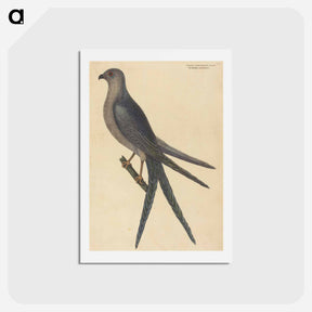 アートポストカード-The Swallow Tail Hawk
 - マーク ケイツビー Postcard.