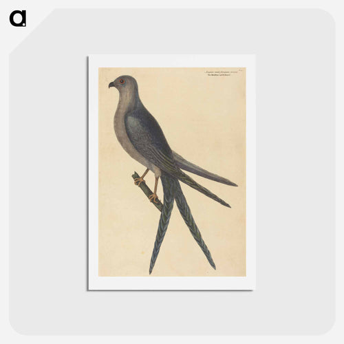 The Swallow Tail Hawk
 - Mark Catesby Postcard.