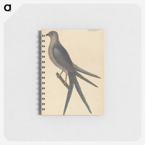 2-26_Mark-Catesby_memo