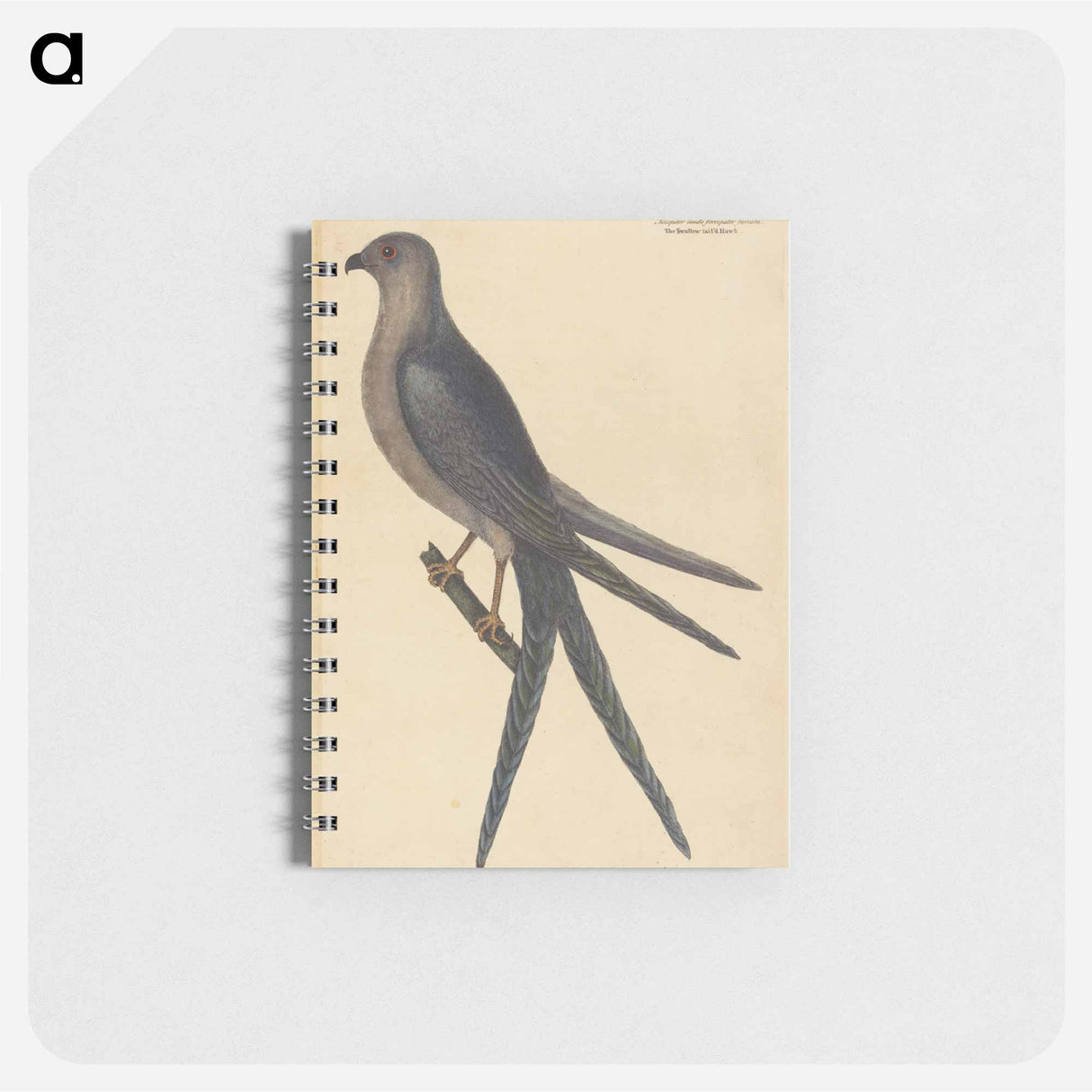 アートメモ帳-The Swallow Tail Hawk
 - マーク ケイツビー Memo.