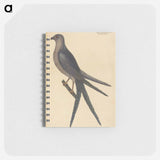 アートメモ帳-The Swallow Tail Hawk
 - マーク ケイツビー Memo.