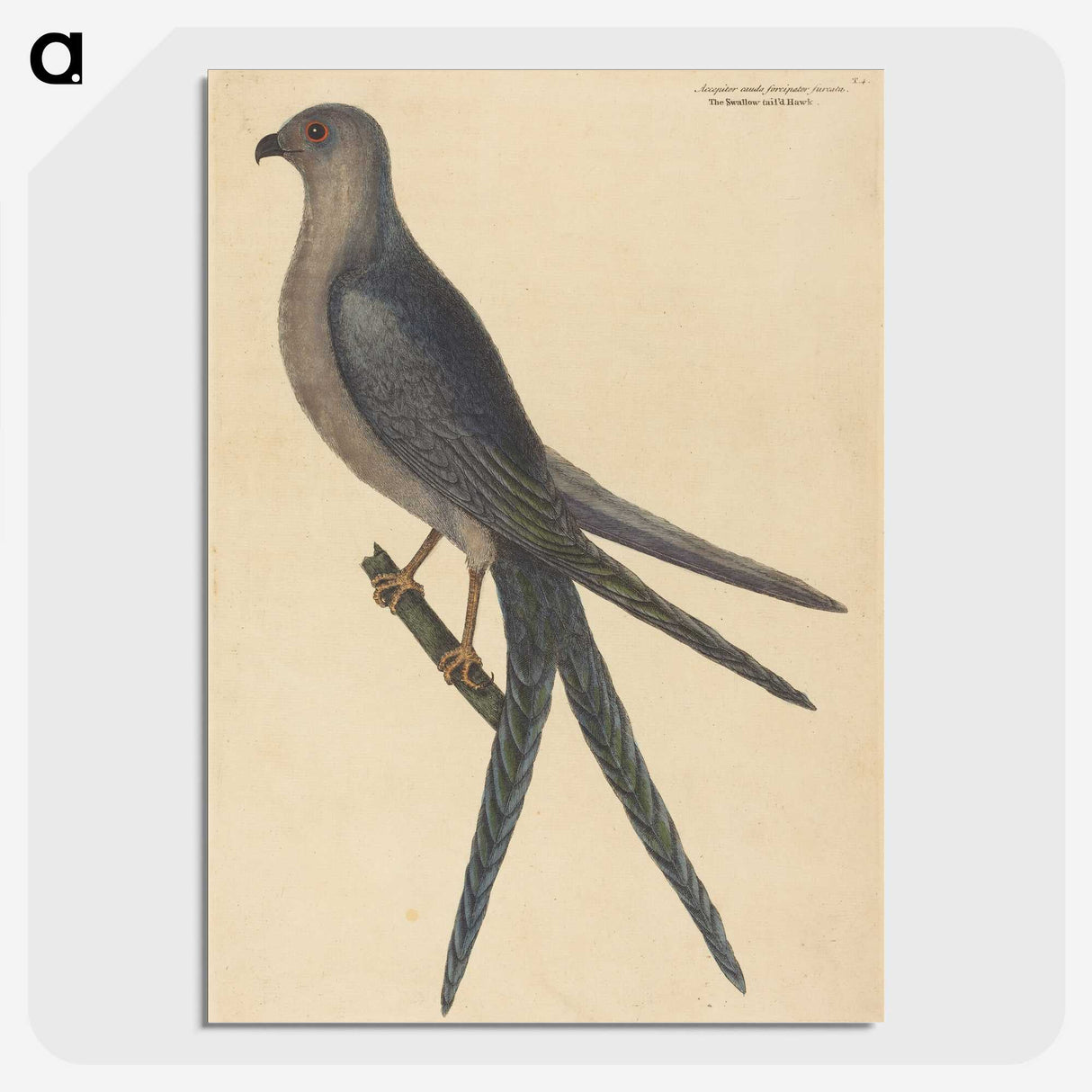 2-26_Mark-Catesby_picture-crop