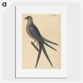 2-26_Mark-Catesby_picture