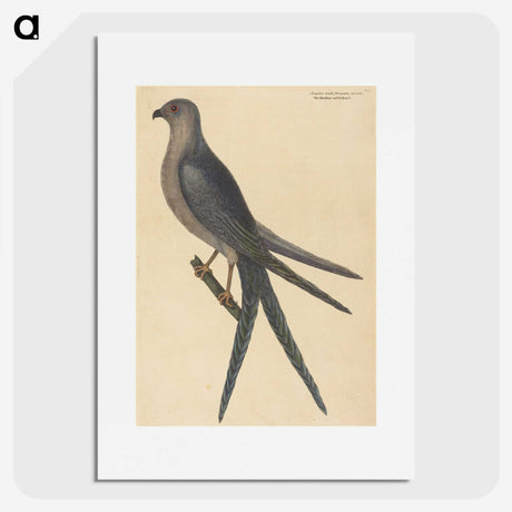 2-26_Mark-Catesby_picture