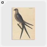 アートポストカード-The Swallow Tail Hawk
 - マーク ケイツビー Postcard.