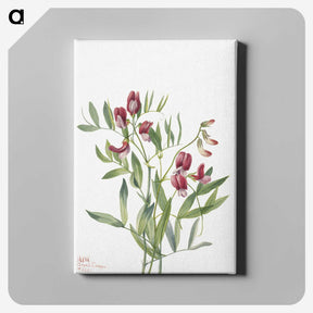 2-26_Mary-Vaux-Walcott_canvas