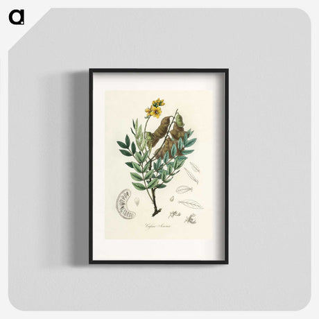 2-26_Medical-Botany_blk