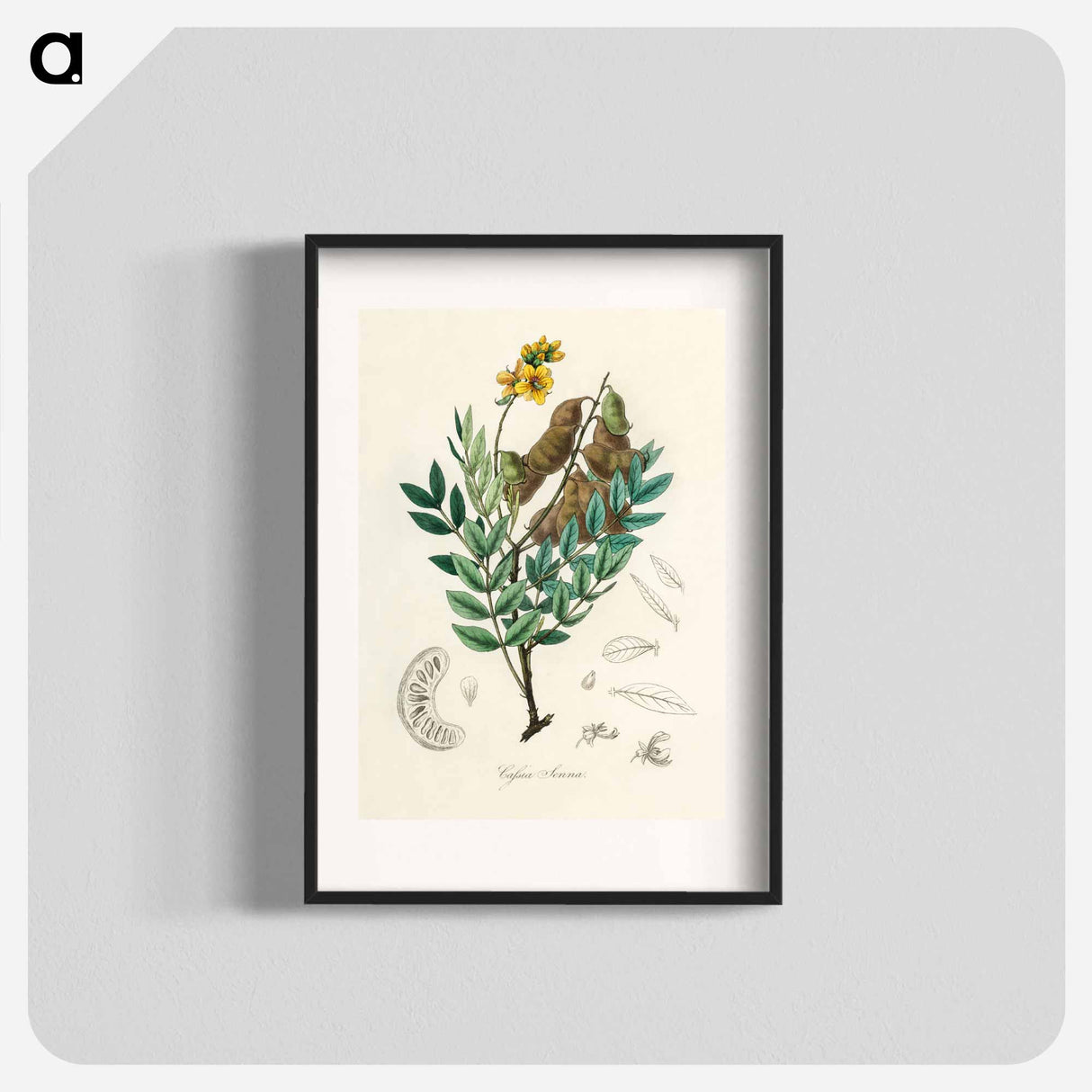アートポスター-Cassia senna Illustration
 - 薬用植物学 Poster.