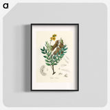 アートポスター-Cassia senna Illustration
 - 薬用植物学 Poster.