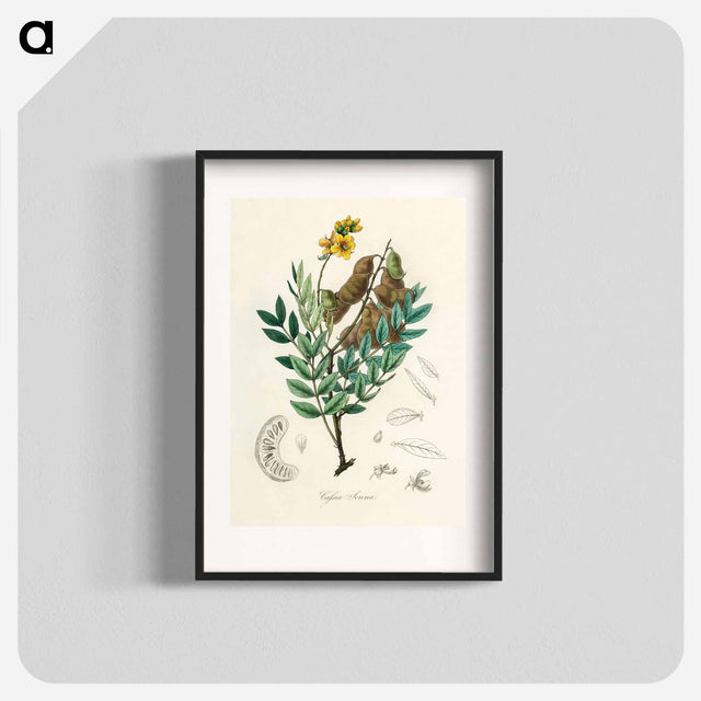 アートポスター-Cassia senna Illustration
 - 薬用植物学 Poster.