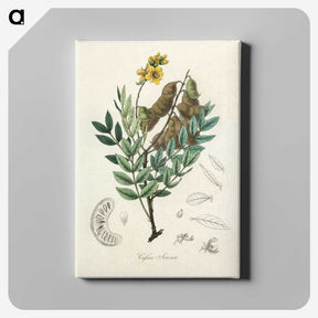 2-26_Medical-Botany_canvas