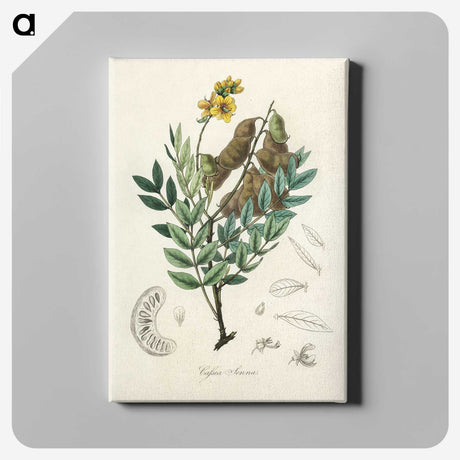 2-26_Medical-Botany_canvas