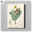 アートパネル-Cassia senna Illustration
 - 薬用植物学 Canvas.