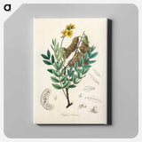 アートパネル-Cassia senna Illustration
 - 薬用植物学 Canvas.