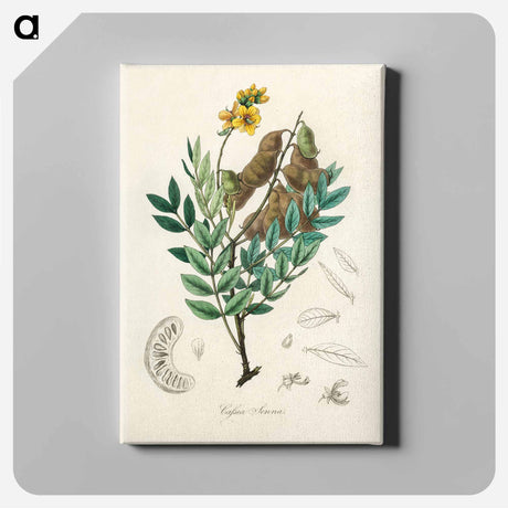 アートパネル-Cassia senna Illustration
 - 薬用植物学 Canvas.