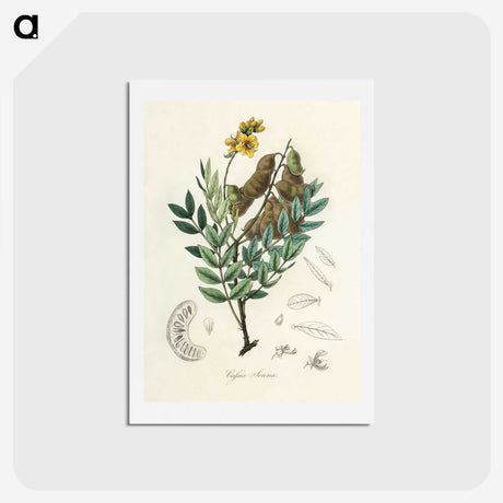 2-26_Medical-Botany_hagaki
