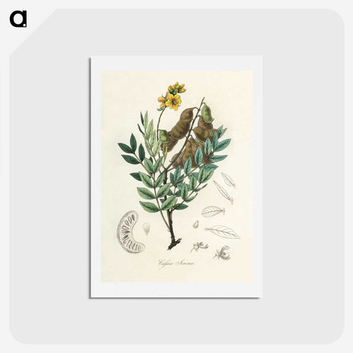 センナの図解 - 薬用植物学 Postcard.