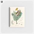 アートメモ帳-Cassia senna Illustration
 - 薬用植物学 Memo.