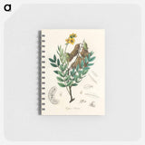 アートメモ帳-Cassia senna Illustration
 - 薬用植物学 Memo.