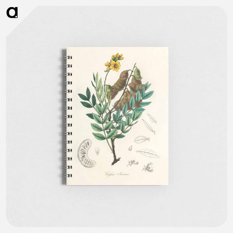 アートメモ帳-Cassia senna Illustration
 - 薬用植物学 Memo.