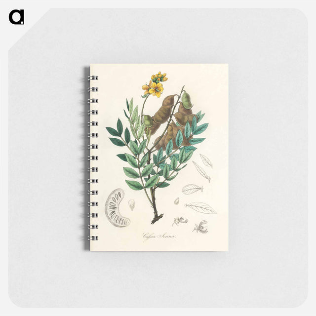 アートメモ帳-Cassia senna Illustration
 - 薬用植物学 Memo.