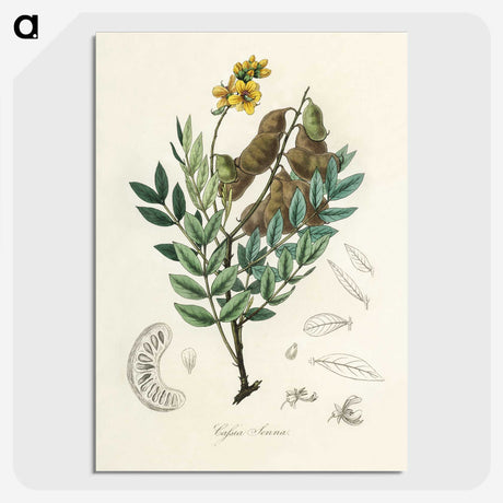 2-26_Medical-Botany_picture-crop
