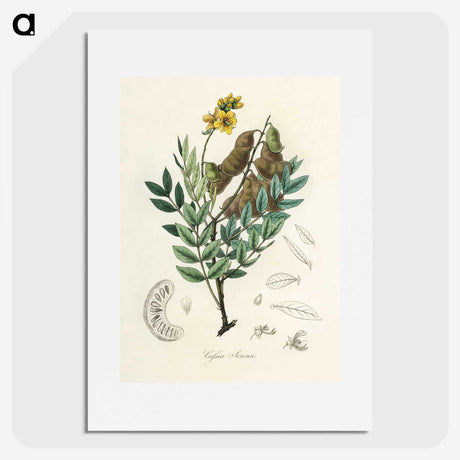 2-26_Medical-Botany_picture