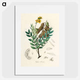 アートポスター-Cassia senna Illustration
 - 薬用植物学 Poster.