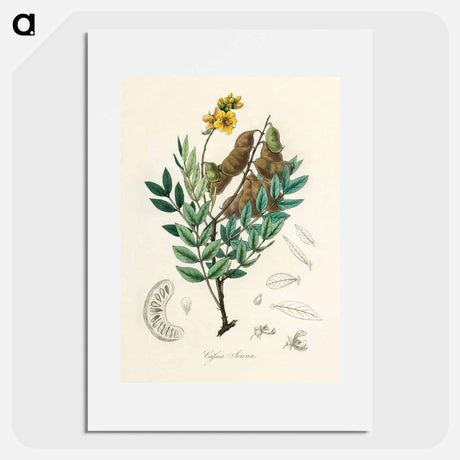 アートポスター-Cassia senna Illustration
 - 薬用植物学 Poster.