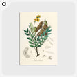 アートポストカード-Cassia senna Illustration
 - 薬用植物学 Postcard.