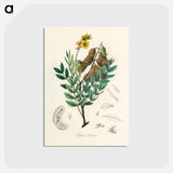 アートポストカード-Cassia senna Illustration
 - 薬用植物学 Postcard.