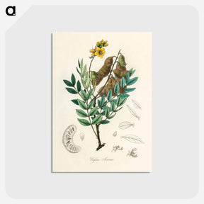 アートポストカード-Cassia senna Illustration
 - 薬用植物学 Postcard.
