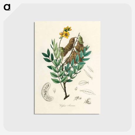 アートポストカード-Cassia senna Illustration
 - 薬用植物学 Postcard.