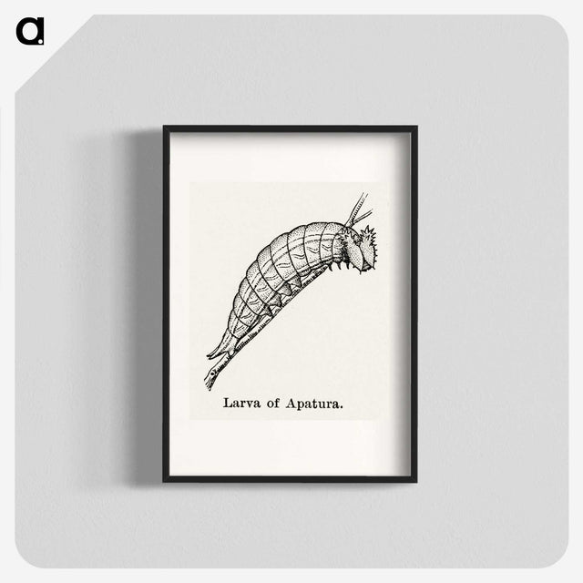2-26_Moths-and-Butterflies-of-the-United-States_blk