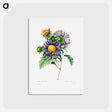 アートポストカード-China aster - ピエール ジョゼフ ルドゥーテ Postcard.