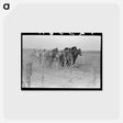 アートポストカード-Four-Horse Team Cutting Corn
 - ラッセル リー Postcard.