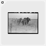 アートポストカード-Four-Horse Team Cutting Corn
 - ラッセル リー Postcard.
