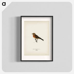 アートポスター-Brambling
 - スヴェンスカ フォグラル Poster.