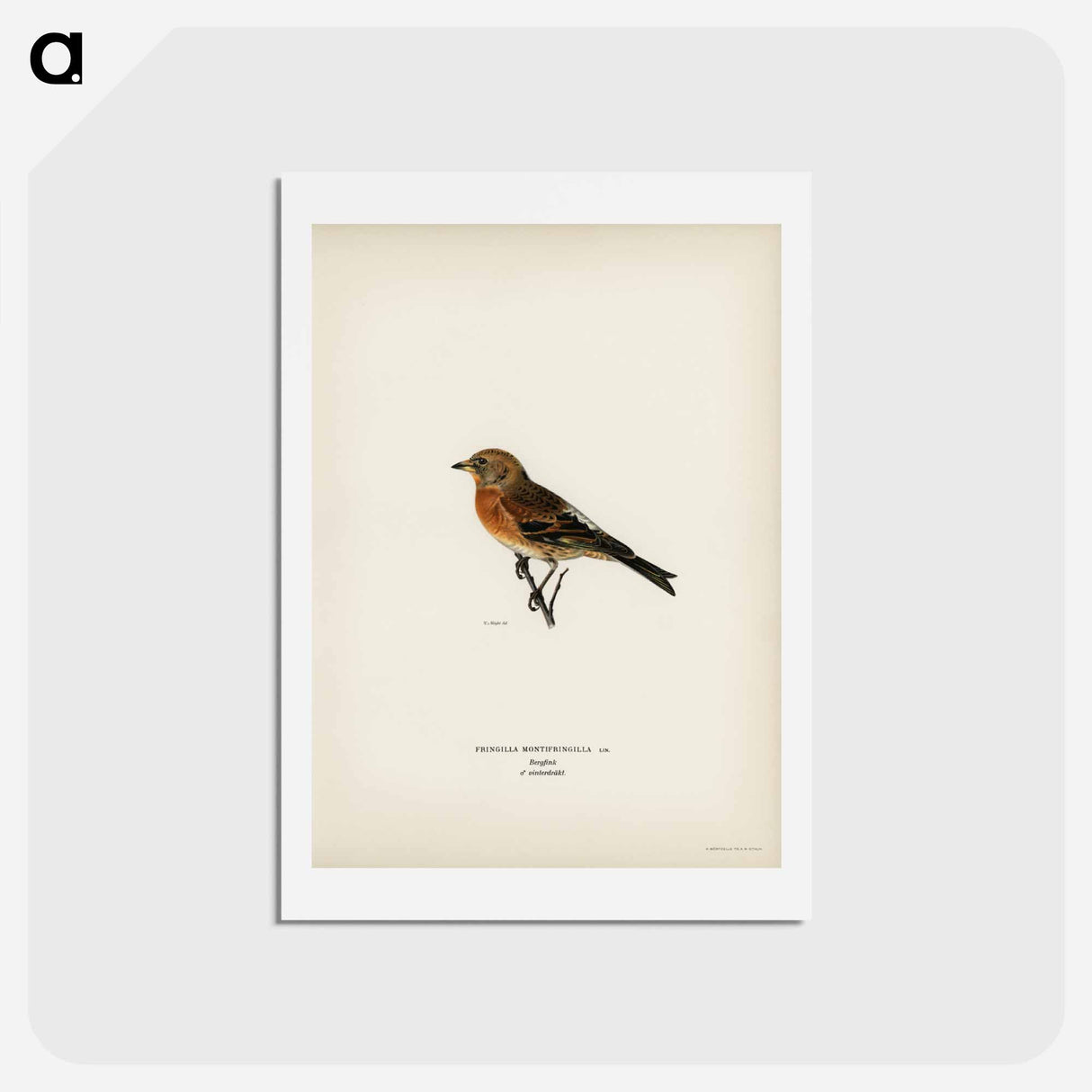 アートポストカード-Brambling
 - スヴェンスカ フォグラル Postcard.