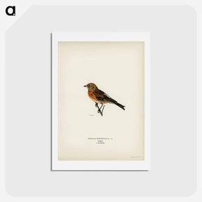 アートポストカード-Brambling
 - スヴェンスカ フォグラル Postcard.