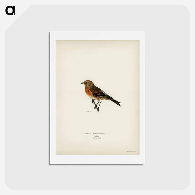 アートポストカード-Brambling
 - スヴェンスカ フォグラル Postcard.