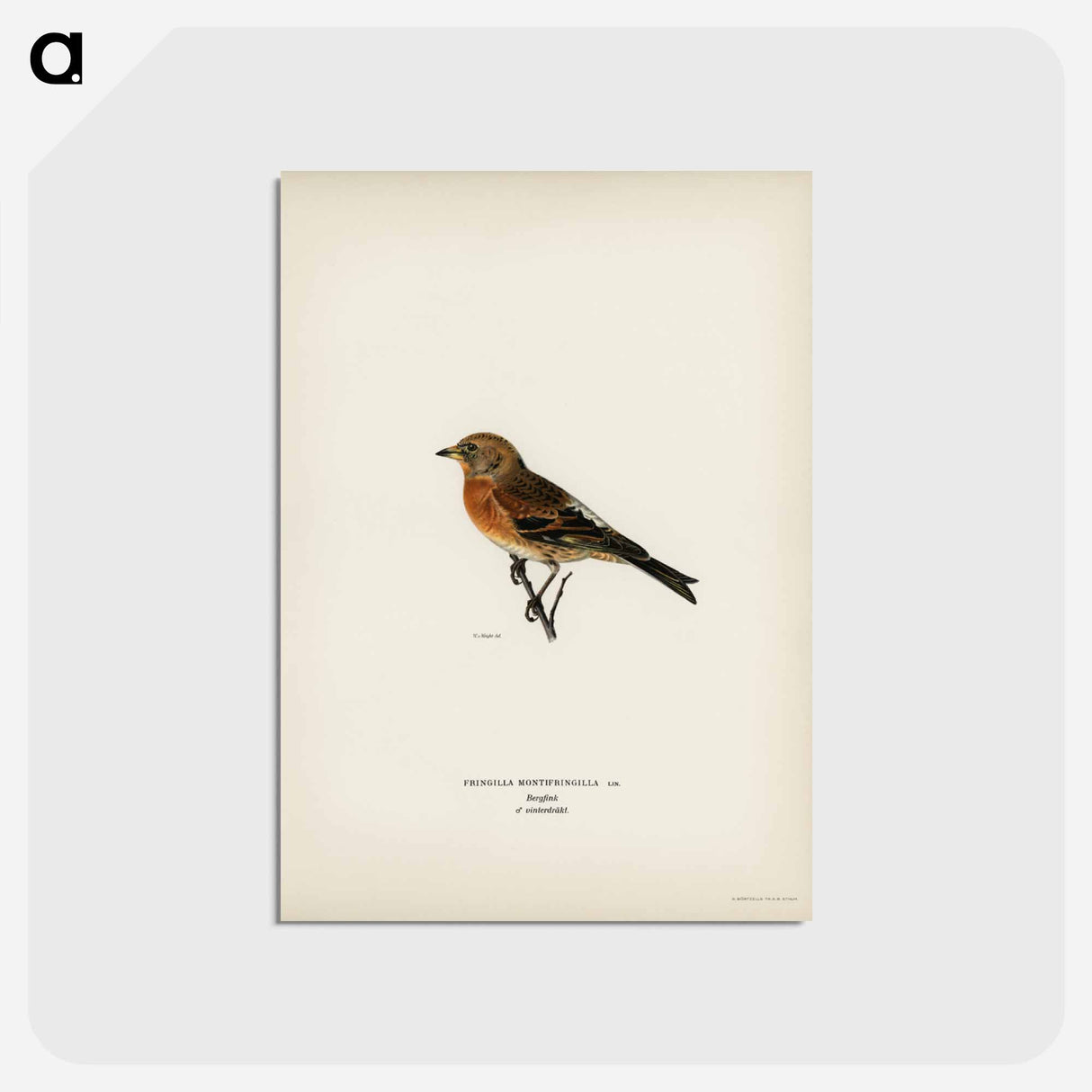 アートポストカード-Brambling
 - スヴェンスカ フォグラル Postcard.