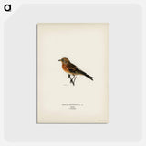 アートポストカード-Brambling
 - スヴェンスカ フォグラル Postcard.