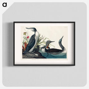 アートポスター-Red-Throated Diver from Birds of America
 - アメリカの鳥たち Poster.