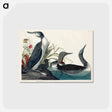 アートポストカード-Red-Throated Diver from Birds of America
 - アメリカの鳥たち Postcard.