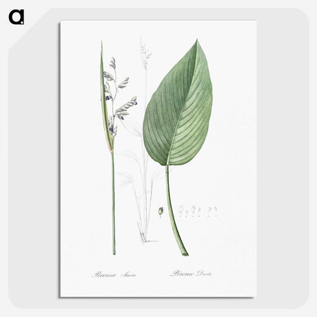 2-26_The-Lilies_picture-crop