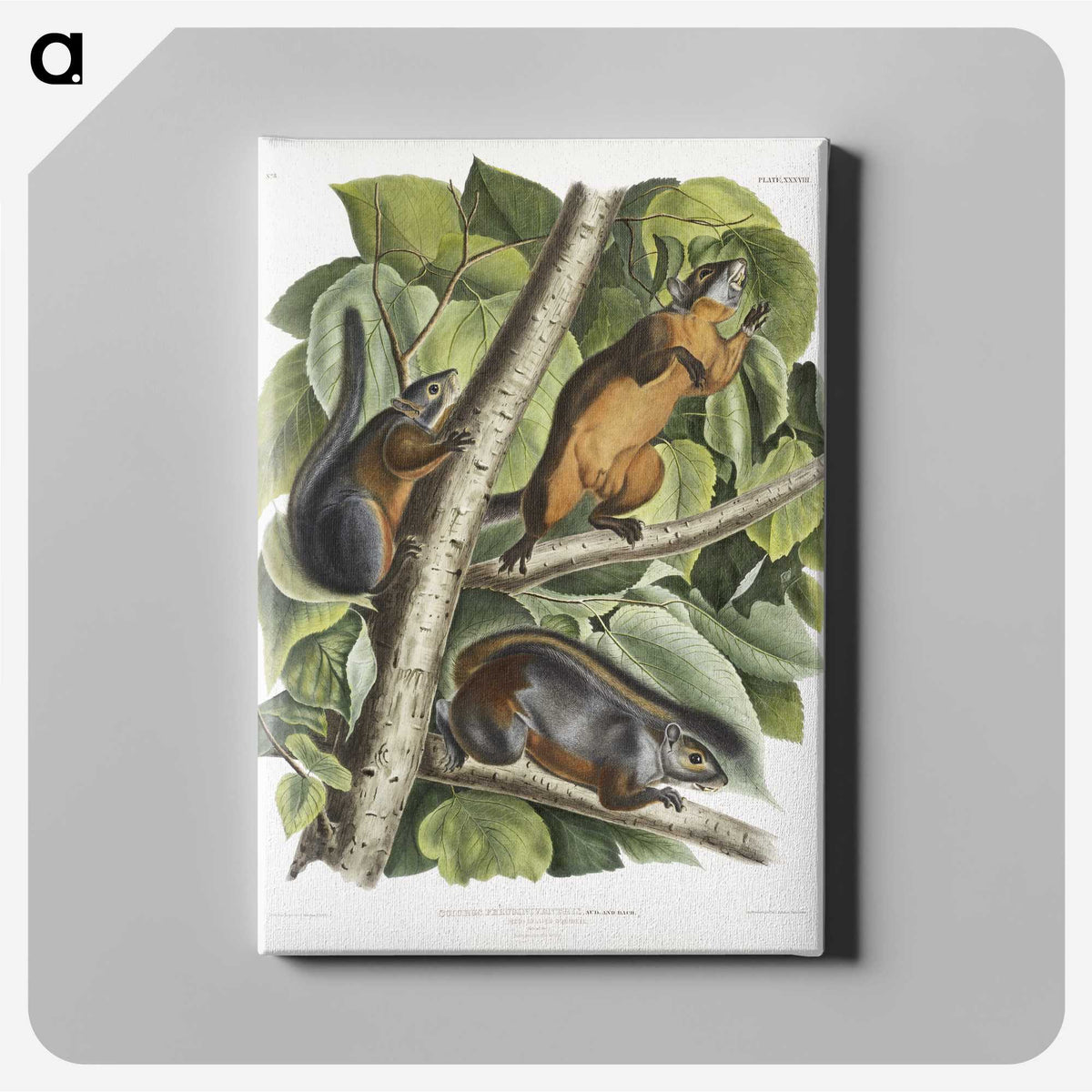 2-26_The-Viviparous-Quadrupeds_canvas